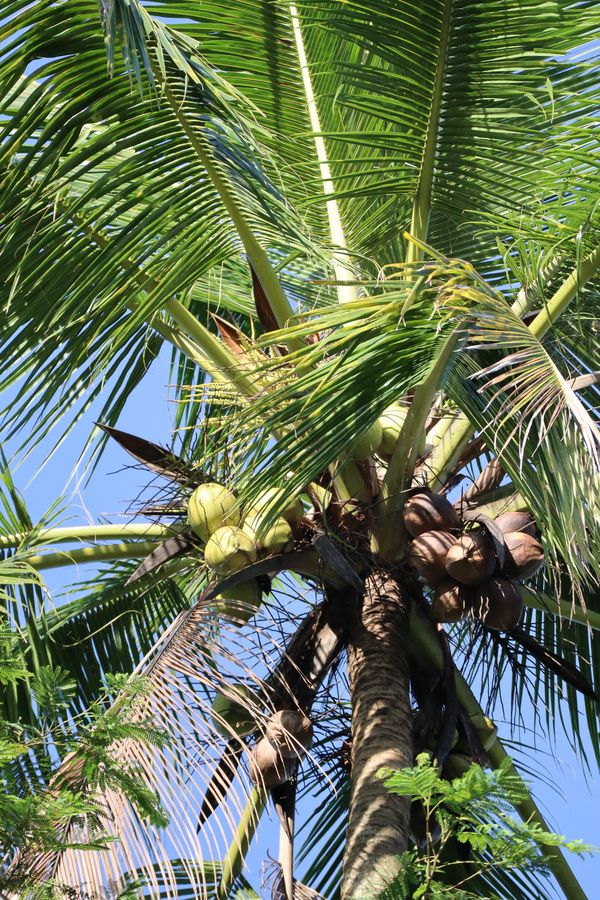 Pohon kelapa di Cekosfarm