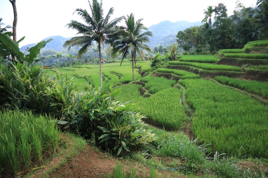 Sawah terasering di Cekosfarm
