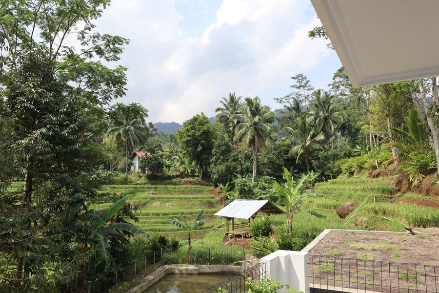 Pemandangan sawah dari Cekosfarm — saung di tengah sawah terasering